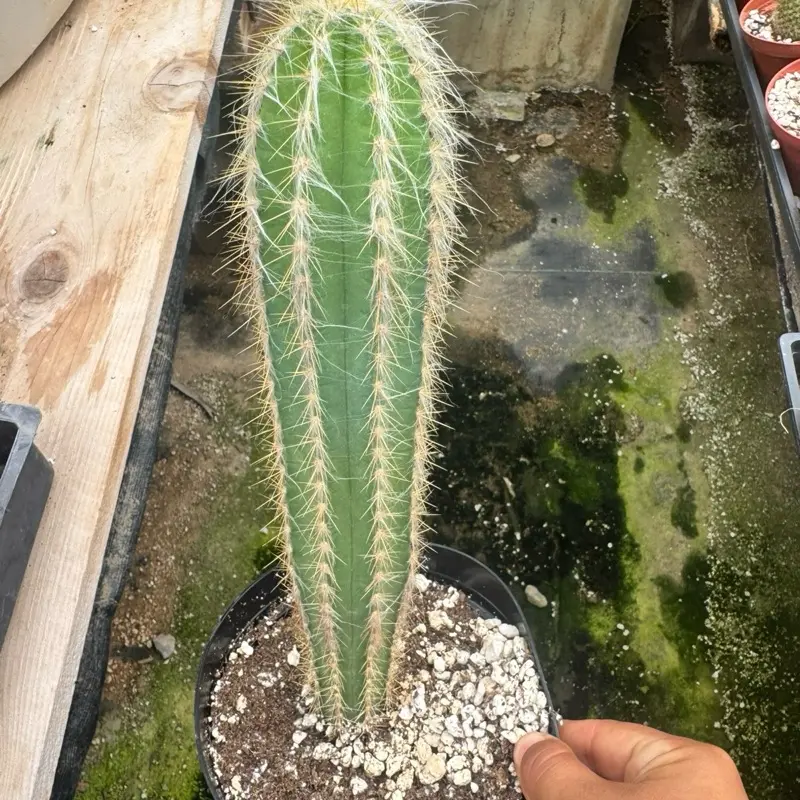 Pilosocereus pachycladus plant 6 in pot cactus
