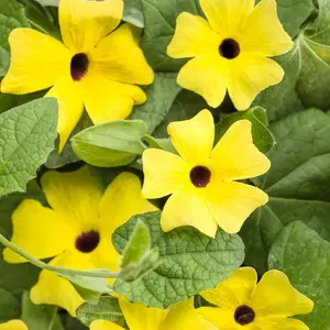 Lemon A-Peel® Black-Eyed Susan Vine