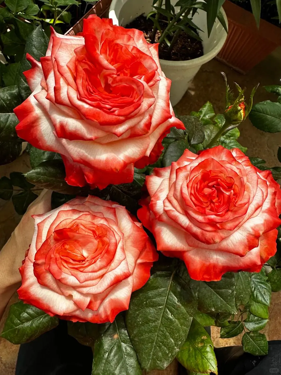 Falfa Rose Flower Plants - Uniquely Fragrant, Elegant Blossoms, Garden-Charming | Ideal for Home-Garden Decoration, Romantic Gardening Gift