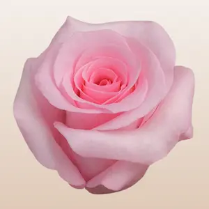 Blushing Akito Roses Light Pink Large 5.5-6.0cm 38 Petals Fresh Premium Ecuadoria Import 12 Days Vase Life Mini-Pack 50 Stems Large Pack 100 Stems