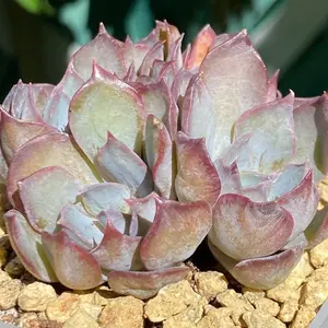 Echeveria Dark Ice Cluster. Imported  Succulent