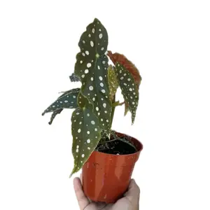 Begonia Maculata Polka dot Begonia 4 in pot