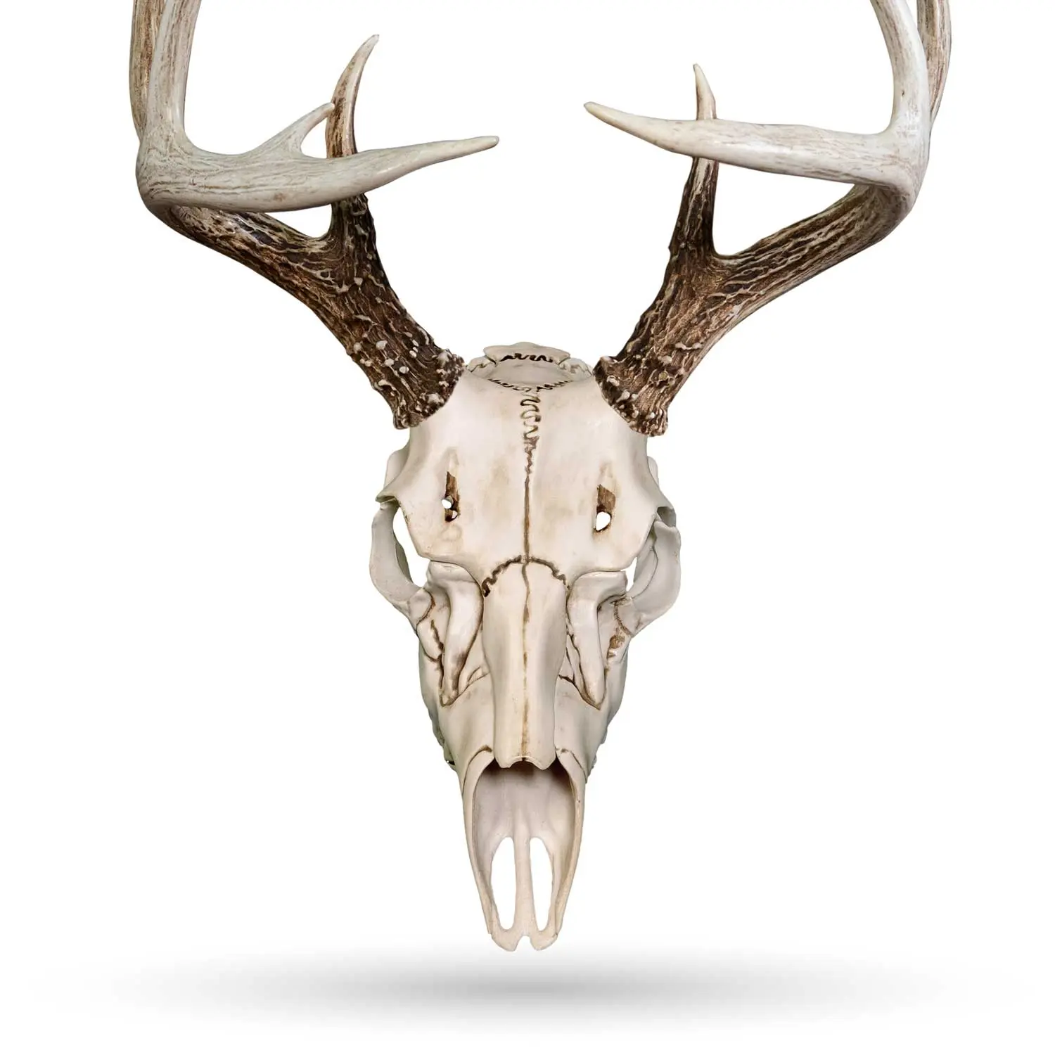 Skull Master - Natural Causes Skull Master - Natural Causes