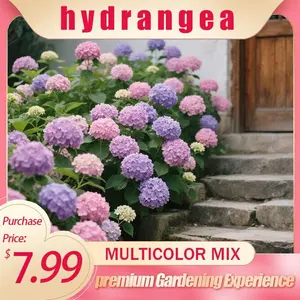 Giant Snowball Hydrangea Seeds (Mixed Colors) - Perennial Fast-Growing Climbing Large-Flower Shrub, Universal for Outdoor Garden Planting, Potted Cultivation & Wedding Decoration