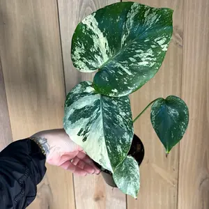 monstera white monster high variegated