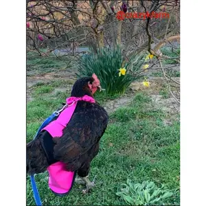 Hen Holster Chicken Diaper Harness with Permanent Sewn-in Liner (Duck Diaper, Goose Diaper, Parrot Diaper)