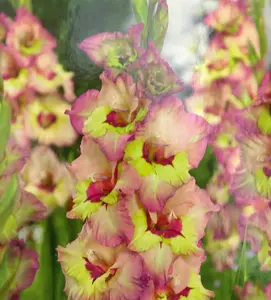 Sapporo Gladiolus 10 Bulbs - 12/14 cm - Pink and Yellow