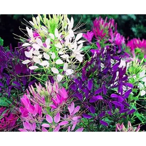 Green River 100 Queen Mix Clome Spider Seeds - lupine seeds flower seed pack, vibrant cleome spider flowers for hot dry climates, perennial flower seeds for pots, seeds for gardening, plant seeds for outside, flower seeds full sun