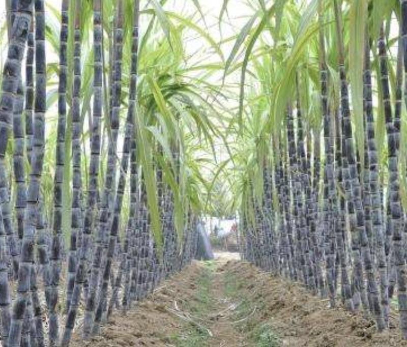 Fresh Purple Sugarcane Stalk 10 Inch Length with Multiple Growth Nodes Natural Raw Cane for Growing or Eating by Greenhouse PCA