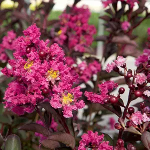Green River 20 Pink Fusion Crape Myrtle Seeds - Flower Seed Pack, Ornamental Tree Variety, Perennial Blossoms, Drought-Resistant Beauty, Backyard Color Boost
