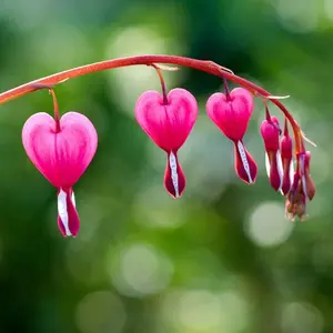 25+ Pink Heart Flower Rare Garden Seeds - Attractive Perennial Plant for Home Gardens and Patios