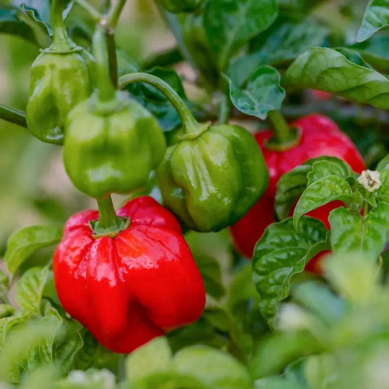 Organic Red Scotch Bonnet Pepper Seeds – Fiery Caribbean Chili for Authentic Hot Sauces and Spicy Dishes (Capsicum chinense)