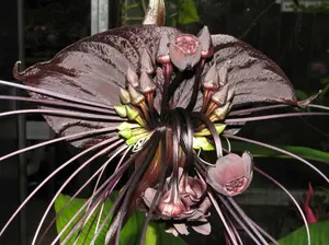 20 seeds Tacca chantrieri - Bat Flower - Cats Whiskers - Devil Flower