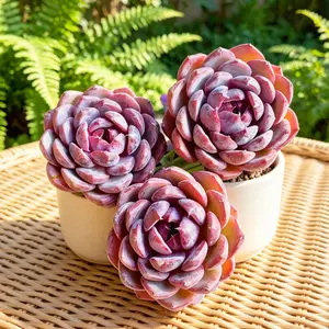 Echeveria ‘Blueberry’ Live Succulent Plant Bare Root 1pc | Easy Care Succulent, Indoor Plant, Home Decor, Gift Idea