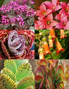 KALANCHOE variety mix rare plant exotic succulent seed flowering pot 50 seeds