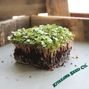 Radish - China Rose (Conventional) - Microgreens Seeds