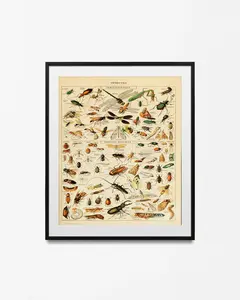 Vintage Insect Science Print | Adolphe Millot Illustration | Larousse Bugs Chart Poster | Home Decor | Educational Wall Art | Gift Idea