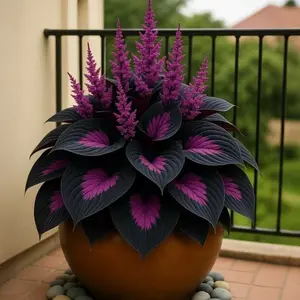 Hosta Seeds 800pcs Classic Perennial Plant for Shade Areas