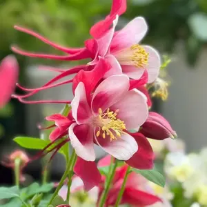 500 Red and White Columbine Seeds Aquilegia Perennial Flower Non-GMO Heirloom Variety Easy to Grow Two-Tone Blooms for Garden Borders & Rock Gardens
