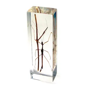 Real Large Stick Bug Paperweight