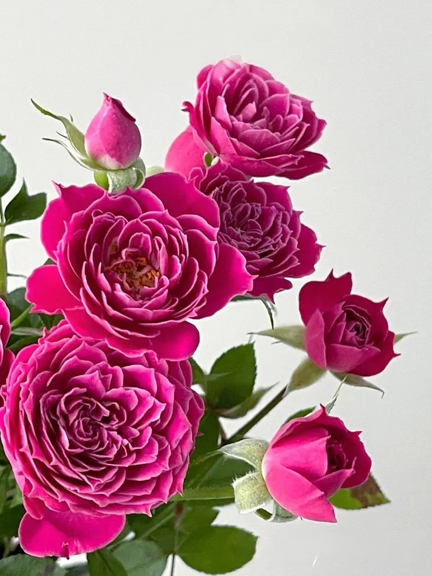 Rose【Marriotta】1.5Gal Own-Root Live Plant| HardyMiniature Rose| Dahlia-like form Rose| Subtle Picotee Edge| Magenta Pink| Heat-Tolerant