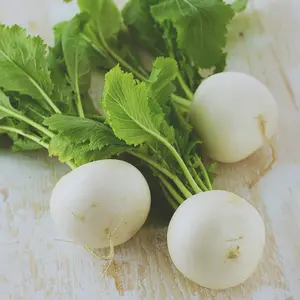 Heirloom Philadelphia White Box Radish Seeds - Organic and Regenerative Gardening Seeds