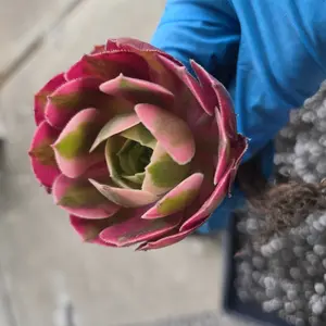 review image 7