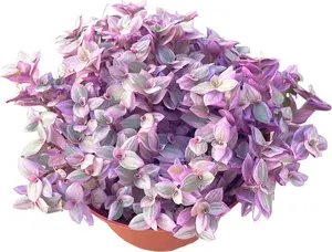 Live Succulent 4" Callisia Repens "Pink Lady" Turtle Vine, Succulents Plants Live Fully Rooted House Plant for Home Office Decoration, DIY Projects
