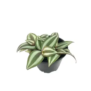 Wandering Jew Plant - Live Plant in a 4 Inch Pot - Tradescantia Zebrina - Beautiful Clean Air Indoor Outdoor Vine