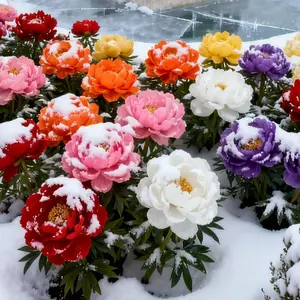 50 or 100 multicolored peony seeds | Bring vibrant peonies to your garden | Beginner-friendly and easy to grow