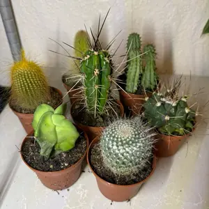 Vonni’s Choice Cacti | 3” Mystery Cactus