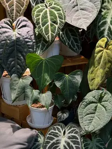 Rare Anthurium Delta Force Live Plant 2-Inch Pot | Velvet Anthurium | Collector Aroid