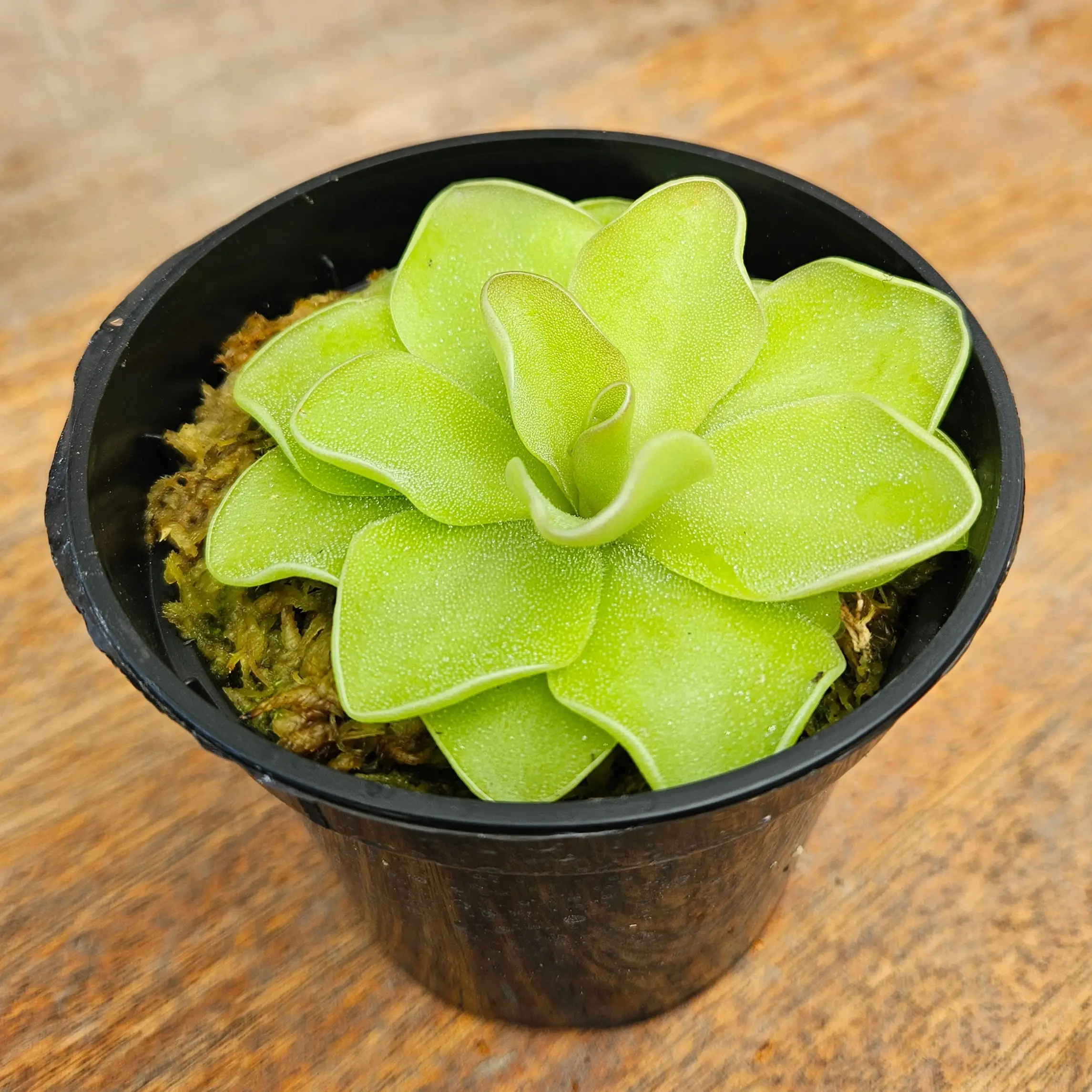 Butterwort Carnivorous Plant - Pinguicula - Live Plant in 3.5" Pot - Predatory Plants
