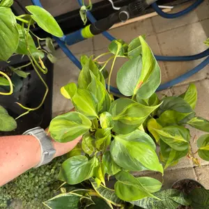 Philodendron Brazil 4” plant houseplant home planting