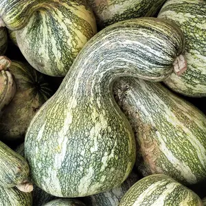 TomorrowSeeds - Green Striped Cushaw Seeds -  Southern Kershaw Pumpkin Winter Squash Gourd Silver Garden Vegetable Seed Non GMO For 2024 Season