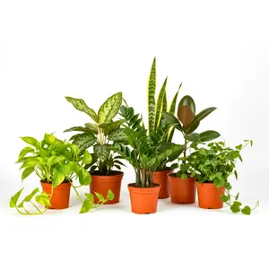 Low-Light Plant Subscription Box