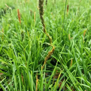 Greenlee's Hybrid Moor Grass
