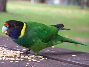 Wild Birdseed Mix