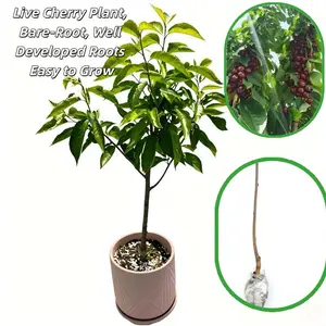 Dwarf cherry tree with bare roots, well-developed root system, easy to grow
