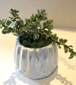 Live Succulent White Iridescent Ceramic Planter