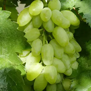 Marshmallow Grape Saplings | Home Gardening Plants | Easy to Grow Even for Beginners | Creative Fruit Trees for Balconies and Gardens | Healthy and Eco-Friendly Growing Method