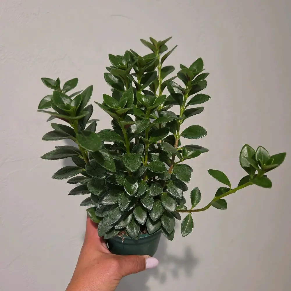 Red and Orange Goldfish Plant