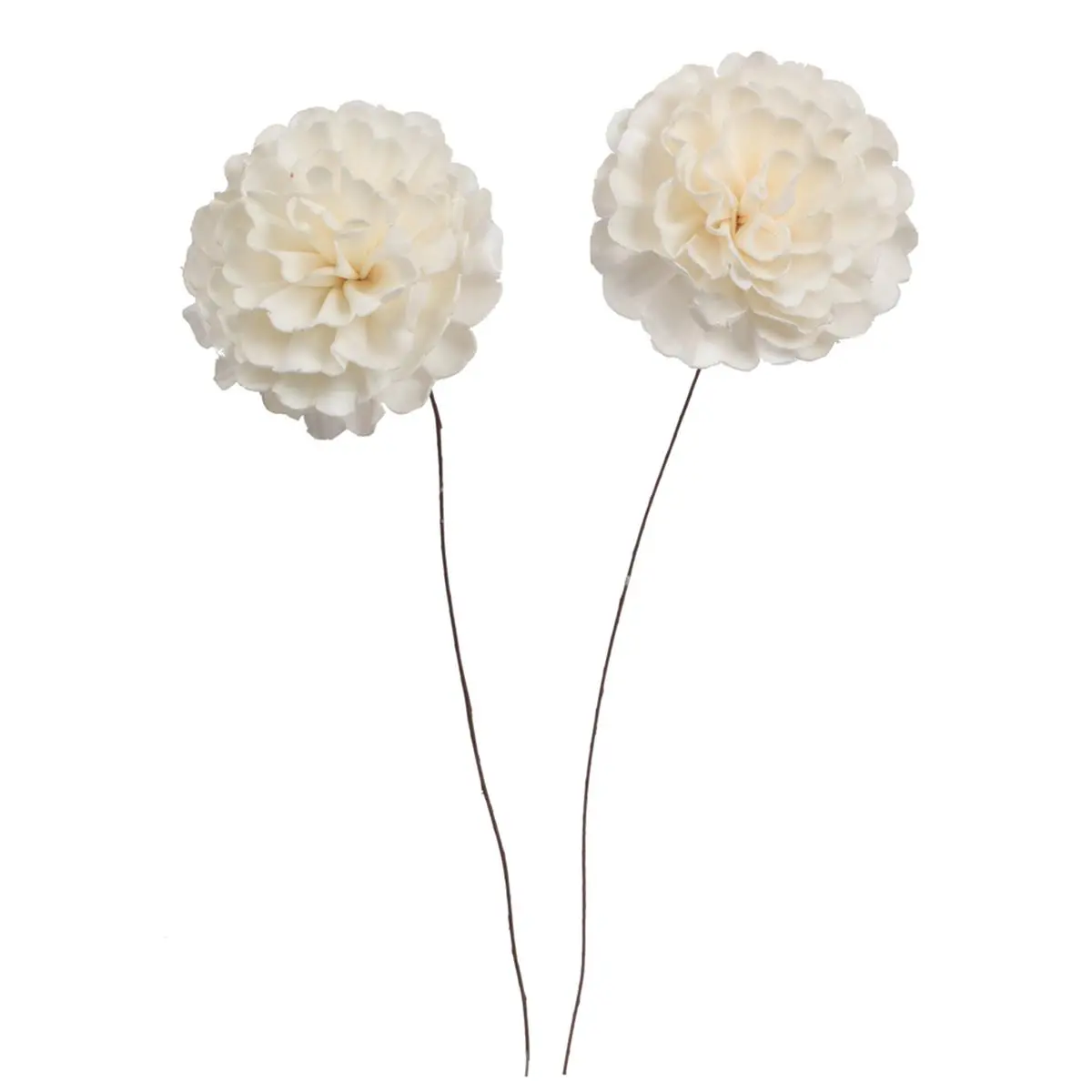 212 MAIN Natural Dried Camellia Sola Flower Stems - 4x12 in, 13.2 inches, Botanical Design, 12 per Polybag Pack, Natural Look Faux Flowers for Indoor Home Floral Decor