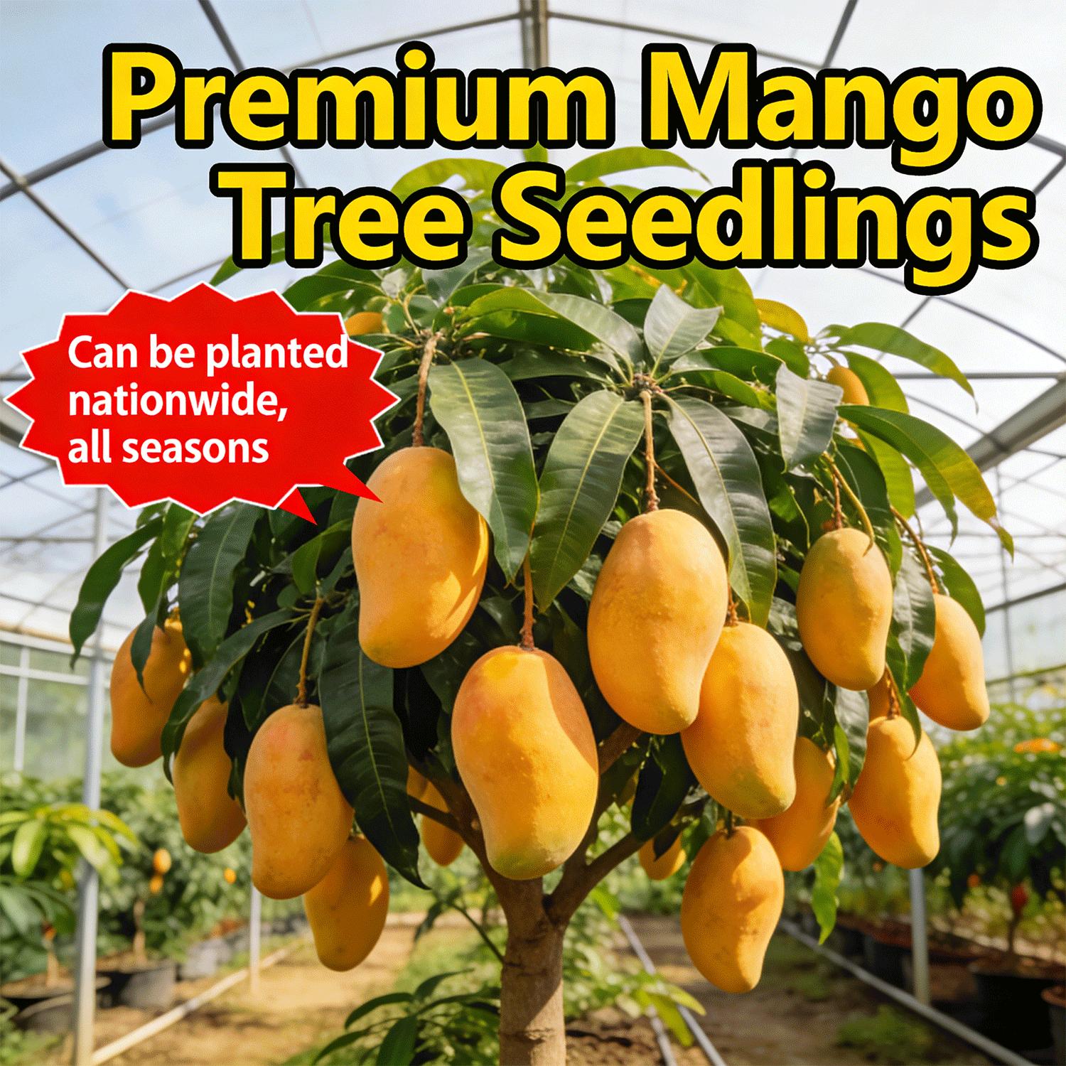 /Live Mango Tree Seedling – Easy to Grow Tropical Fruit Tree for Home Garden and Patio- for garden