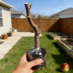 Heirloom Non-GMO Winter Jujube sapling for Pots or Garden Perfect for North or South Growth Blooms in Spring and Summer Heavy Fruit Production Tree Seedlings Plant