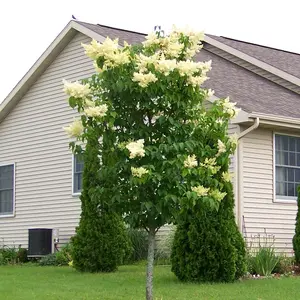 Japanese Lilac Tree – Live Bare Root, 2–3 ft | Syringa pekinensis