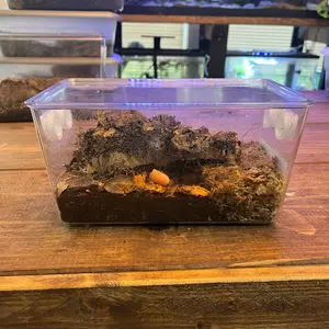 Isopod Bioactive Terrarium Enclosure  (No Isopods Included)