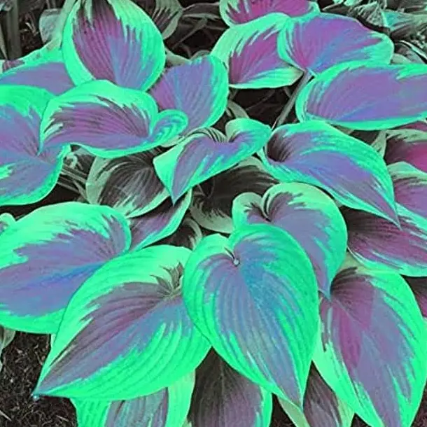 800PCS Hosta Seeds Easy Grow – Perfect for Shady Spots