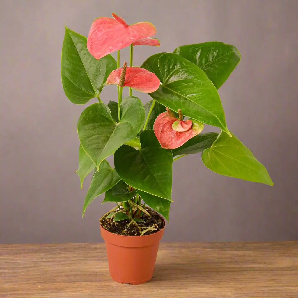 Anthurium 'Pink'