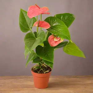 Anthurium 'Pink'